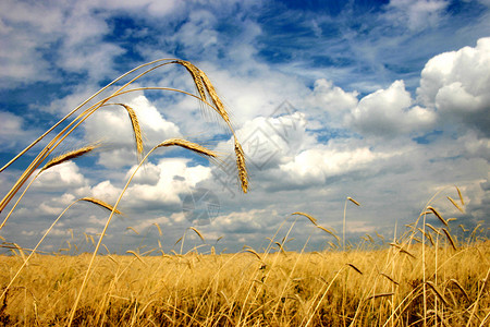 沉重的黑麦正午灰云背景图片