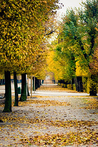 周布伦公园小巷覆盖着金黄色的图片