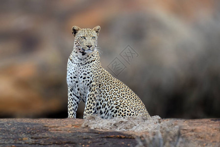 非洲豹Pantheraardusshillidgei图片