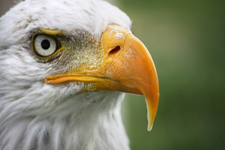 近距离观察美国白头鹰的白头图片