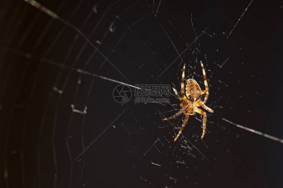 在黑暗的地方在网上的宏观大蜘蛛图片