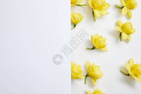 黄色自恋花朵在分裂背景背景图片