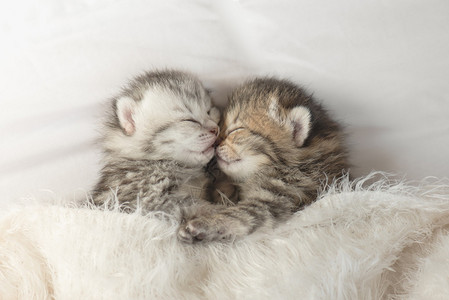 可爱的虎斑小猫在白色床上睡觉和拥抱背景图片