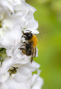 夏天大黄蜂在一朵白花上图片