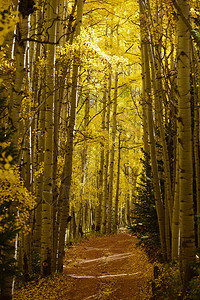 科罗拉多州秋天的黄杨树背景图片