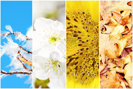 四季拼贴了冬季春季夏季和秋图片