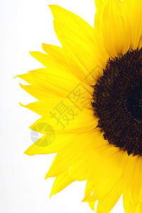 黄太阳花图片