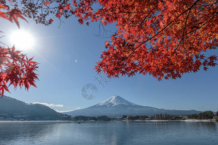 富士山枫叶从河口湖看秋色的富士山背景