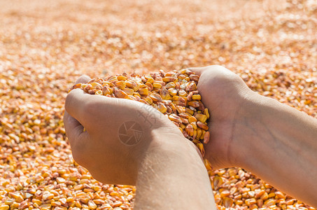 有谷物玉米的人手图片