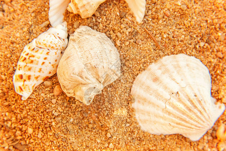 夏季海滩沙纹和贝壳的特写图片