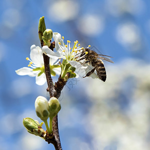 蜜蜂为花樱桃特写授粉图片