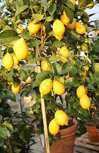 地中海果园树上的黄成熟的柠檬图片