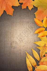 由秋天树叶在画布背景上设置的边框可背景图片