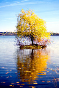 秋天的风景湖中央有一棵树的小岛背景图片