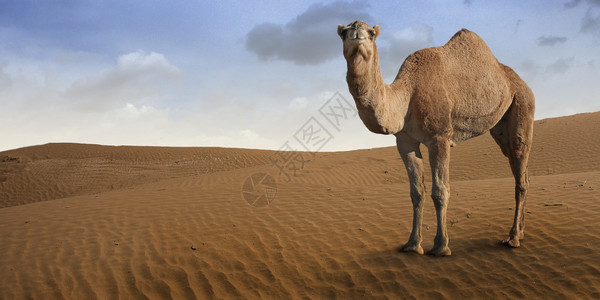 以沙漠动物为主题的插图图片