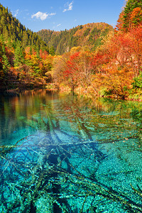 五花湖五彩湖与蔚蓝的水晶在五颜六色的秋天树林中的风景在九寨沟自然保护区图片