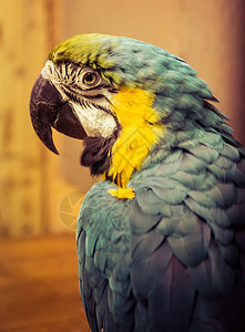 异国情调的野生鹦鹉光环的蓝黄色特写在动物园里异国情调的宠物图片