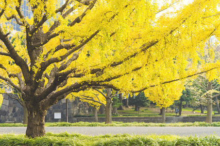 日本秋天的黄色银杏树背景图片