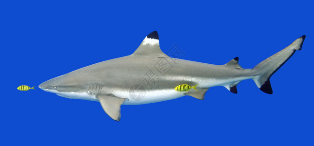黑礁鲨鱼Carcharhinusmelanopterus图片