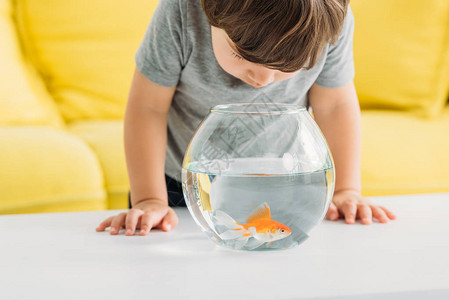 带着金鱼在水族馆里找寻着可图片