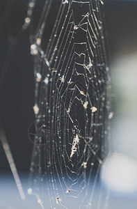 蜘蛛猎物蜘蛛网上的昆虫图片