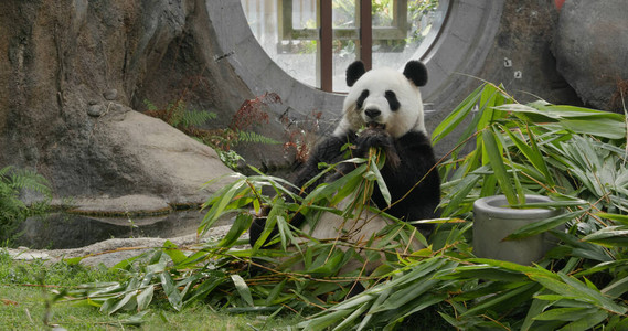 可爱的熊猫在动物园吃竹子图片