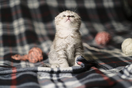 苏格兰折耳虎斑猫图片