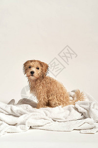 洗澡后的可爱小狗图片