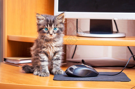毛丝鼠一只蓝色眼睛的条纹毛小猫坐在电脑附近背景