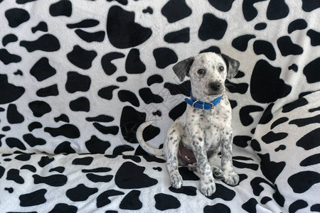 找狗年轻的混合斑点狗坐在斑点狗图案沙发上斑点小狗混合迷彩图片