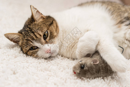 懒猫和老鼠睡觉图片