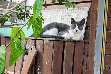 可爱的黑白相间的小猫图片