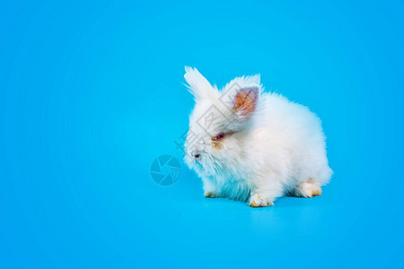 复活节快乐蓝色背景上的白兔蓝色背景上可爱图片