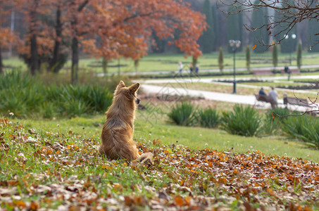 漂亮的红狗坐在草坪上等主人图片