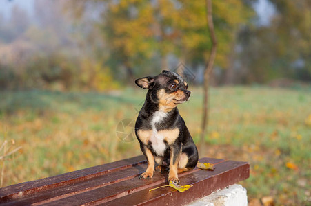 吉娃坐在长凳上漂亮的棕色吉娃狗站在镜头前吉娃有一个厚脸皮的样子狗在公园里散步秋天的吉背景图片