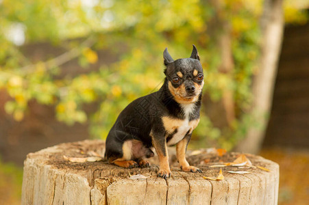吉娃坐在长凳上漂亮的棕色吉娃狗站在镜头前吉娃有一个厚脸皮的样子狗在公园里散步秋天的吉背景图片
