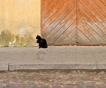 街道上的小黑猫图片