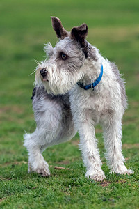 一只可爱的雪纳瑞小狗在草地上背景图片