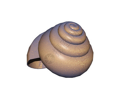 美丽的蜗牛壳有很多圈图片