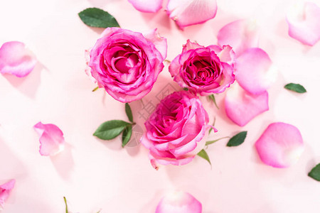 粉红色背景的粉红玫瑰花图片