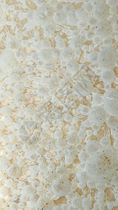 白蚁梳微生物发酵肥料图片