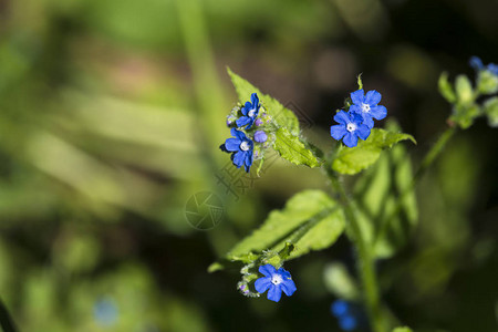 野生植物anchusaofficinalis花的细节图片