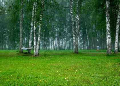 秋天清晨的绿雾风景白树林模糊背景图片