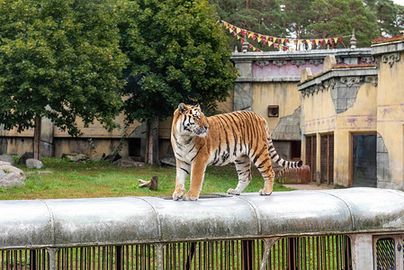 tigris是Felidae族中最大的物种背景图片