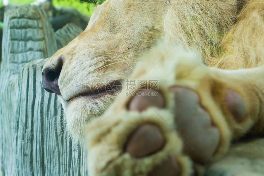 狮子爪展示垫特写动物园里动物的概念图片