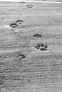 干水泥上的狗爪印黑白相间图片