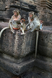 数只猴子在泰国Lopburi市的一堵背景图片