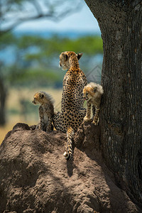 Cheetah和幼崽图片