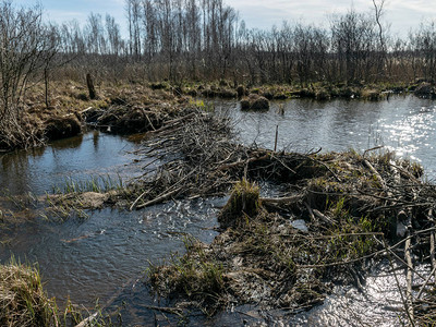 肥沃的沼泽池干枯的草地古老的干枯树木和树图片