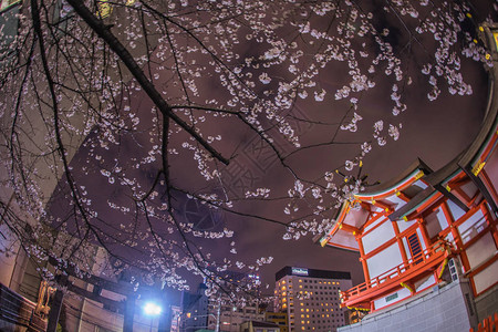 盛开的樱花和神社图片